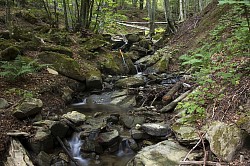 river through forest